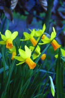 Narcis Jetfire